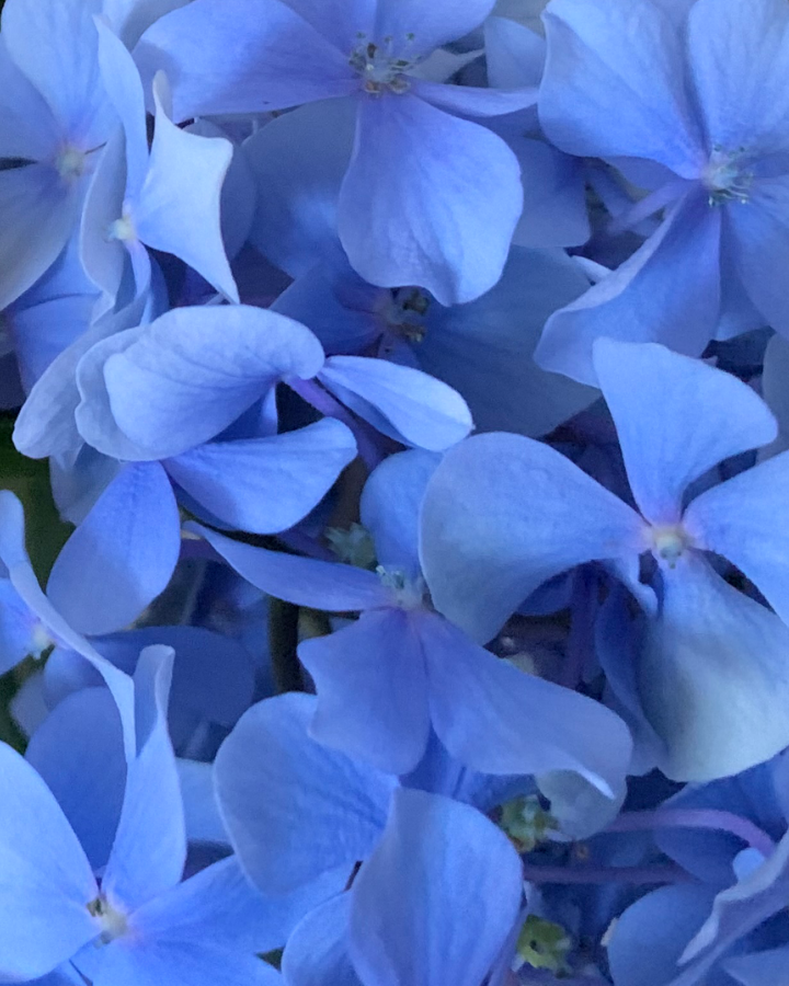 Photographic Fine Art Flora