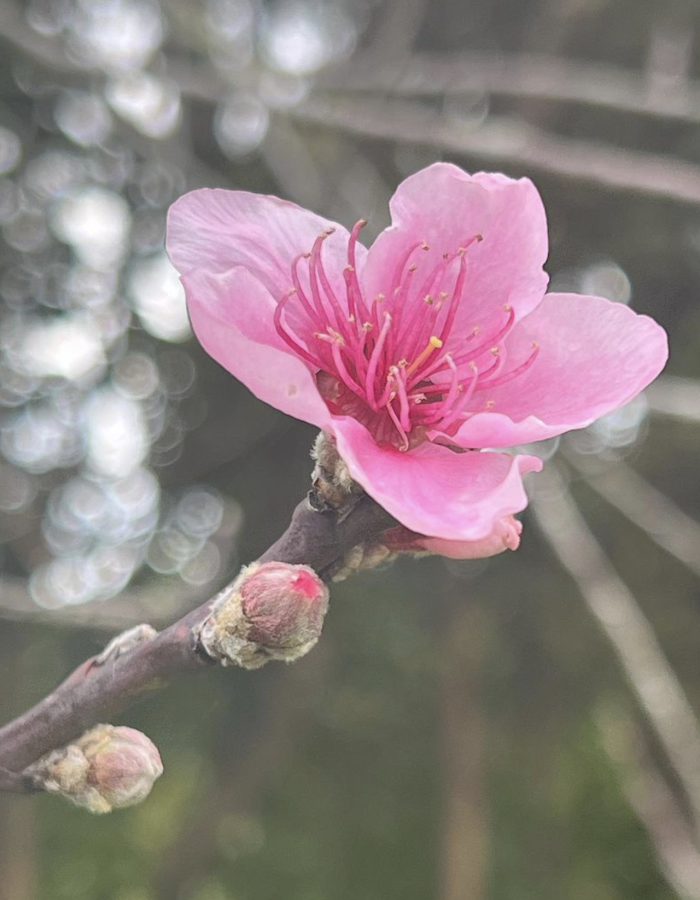 peach blossom