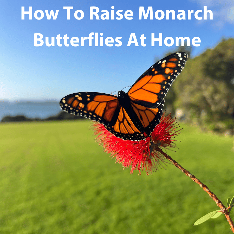 How To Raise Monarch Butterflies At Home
