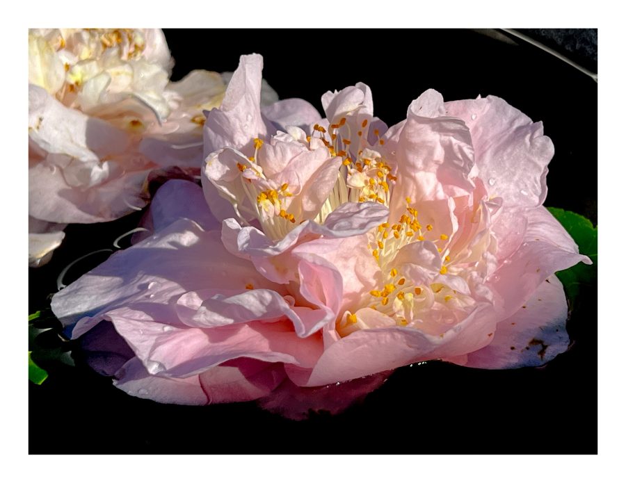 camellia in water bath phot by cassandra Gaisford