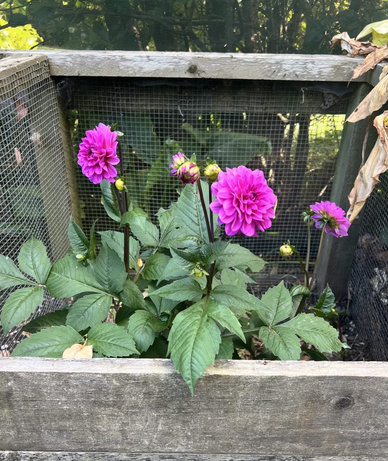 dahlia-in-compost