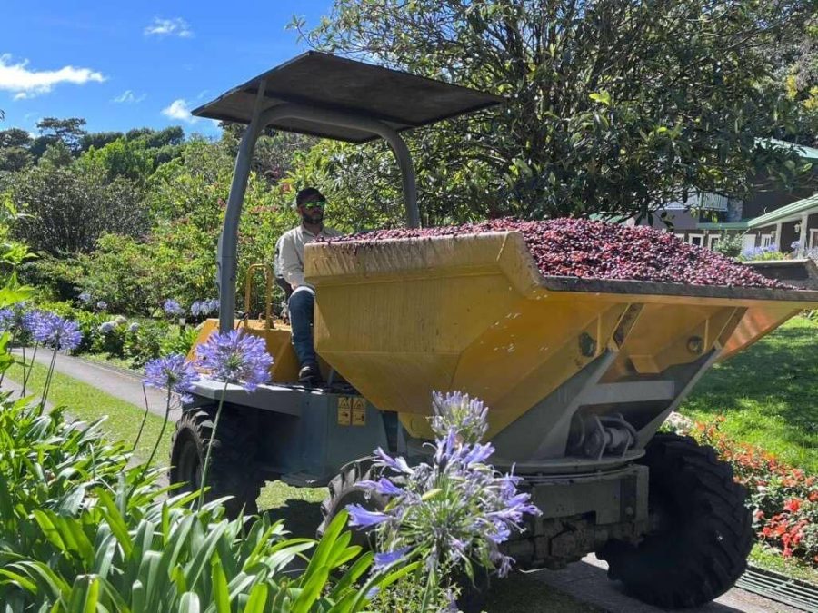 finca-lerida-Boquete-Panama-coffee-husks