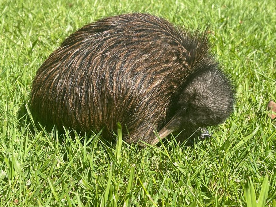 Kiwi Resting on Grass