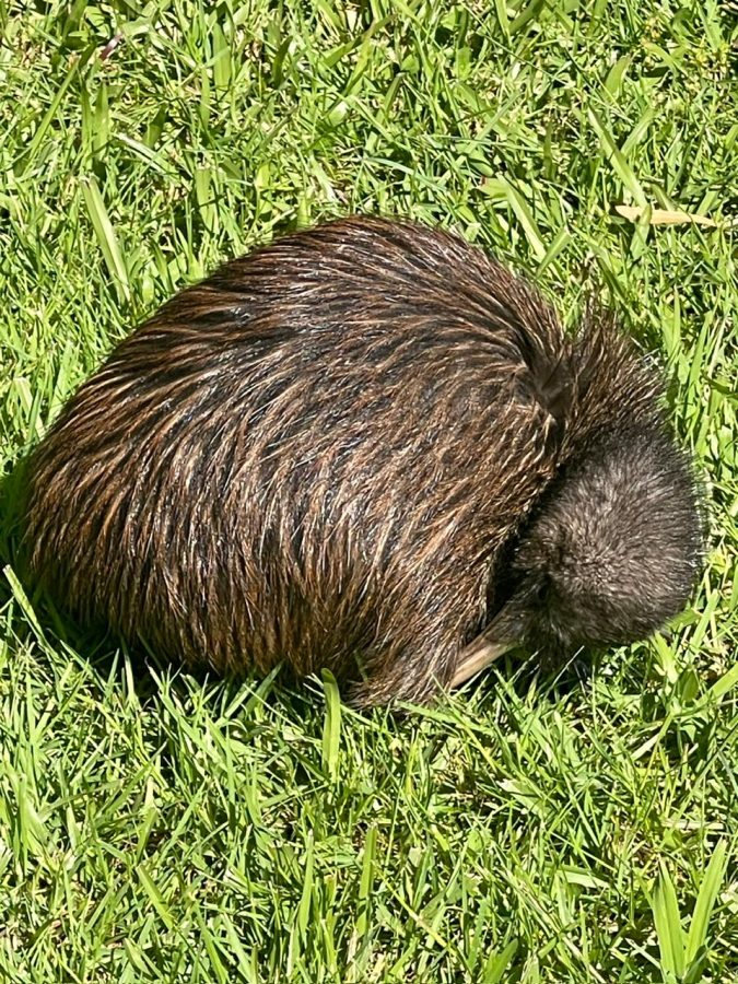 Kiwi sleeping