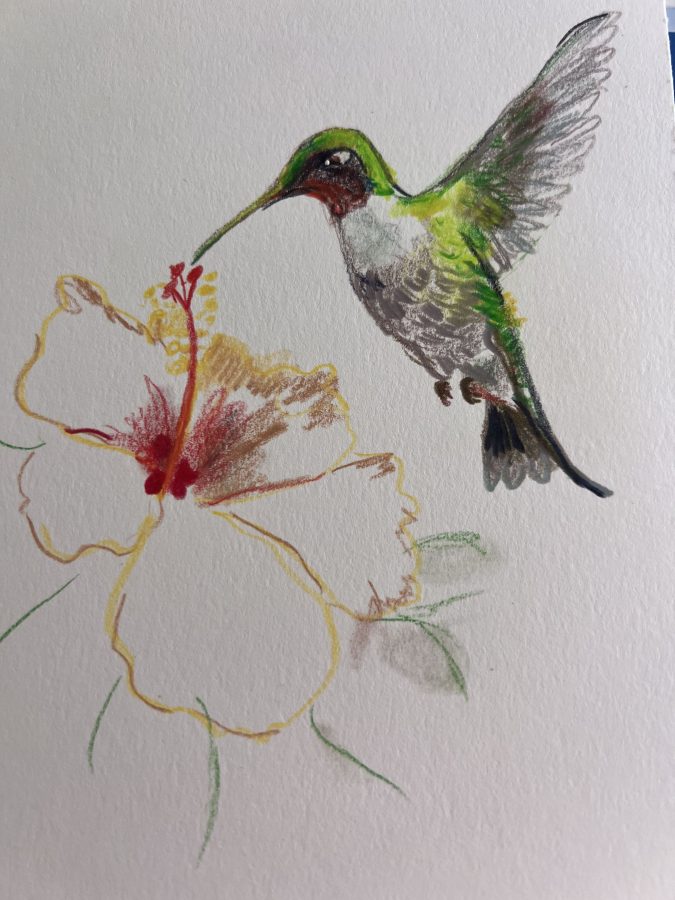 hummingbird drawing