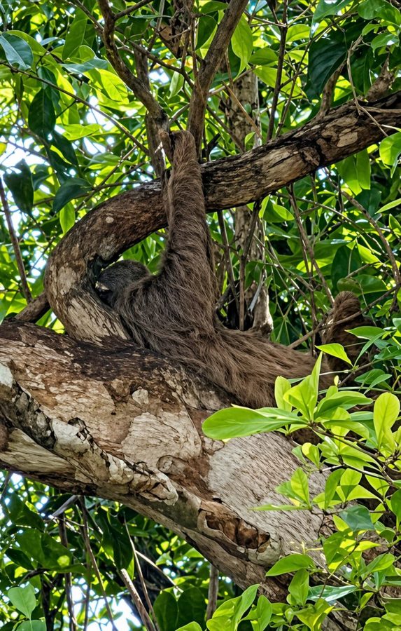 Sloth-in-the-rainforest-Gamboa