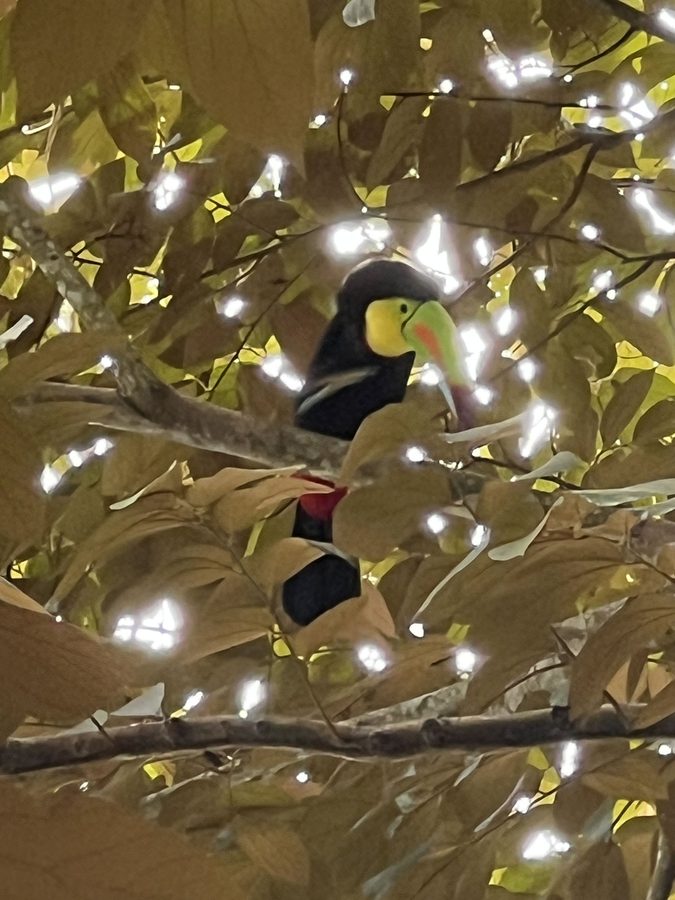 Web-Toucan-at-Pan-Y-Canela-
